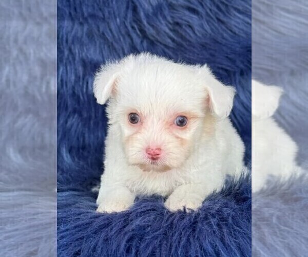 Medium Photo #4 Maltese Puppy For Sale in ORLANDO, FL, USA