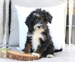 Small #1 Bernedoodle (Miniature)