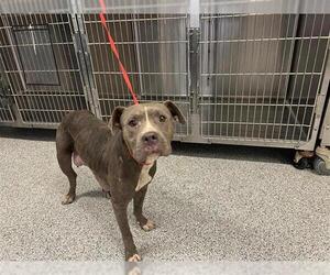 American Pit Bull Terrier Dogs for adoption in Houston, TX, USA