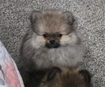 Puppy Smokey Pomeranian