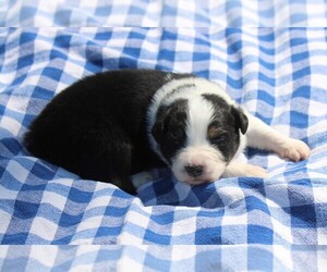 Australian Shepherd Puppy for sale in KANSAS, OK, USA