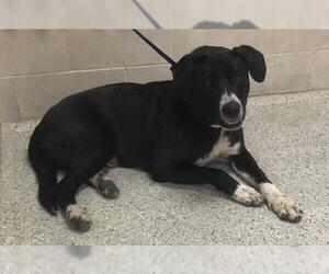 Labrador Retriever-Unknown Mix Dogs for adoption in Conroe, TX, USA