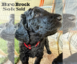 Puppy 5 Goldendoodle