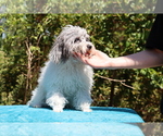 Small #8 Poodle (Toy)