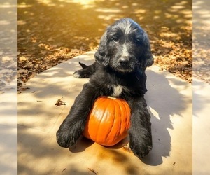 Bernedoodle Puppy for Sale in SAINT CLOUD, Minnesota USA