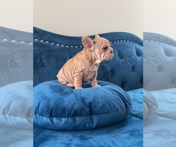 Medium Photo #13 French Bulldog Puppy For Sale in SAN FRANCISCO, CA, USA