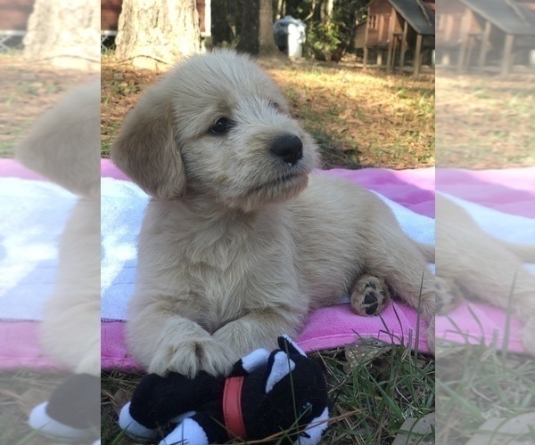 Medium Photo #20 Labradoodle Puppy For Sale in ROBERTA, GA, USA