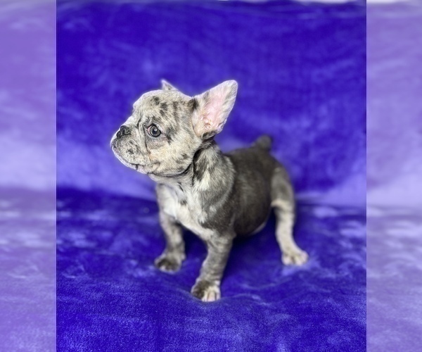Medium Photo #6 French Bulldog Puppy For Sale in KENNESAW, GA, USA
