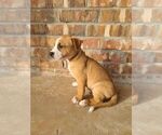 Puppy 4 American Pit Bull Terrier-Catahoula Bulldog Mix