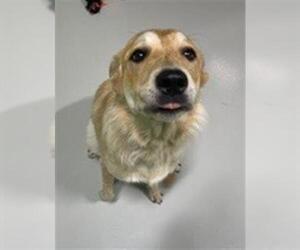 Border Collie-Unknown Mix Dogs for adoption in Temple, TX, USA