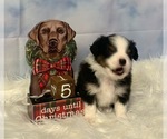 Small Photo #2 Miniature American Shepherd Puppy For Sale in EVANS, CO, USA