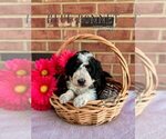 Small Photo #21 Bordoodle Puppy For Sale in ELIZABETH CITY, NC, USA
