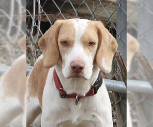 Beagle-Unknown Mix Dogs for adoption in Westminster, MD, USA