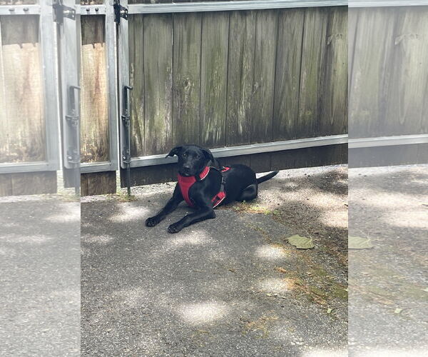 Medium Photo #3 Labrador Retriever-Unknown Mix Puppy For Sale in Mobile, AL, USA