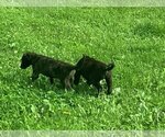 Small #3 Irish Wolfhound