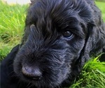 Small Photo #3 Goldendoodle Puppy For Sale in JEROME, ID, USA