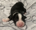 Puppy Spooky Australian Shepherd