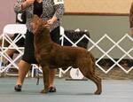 Small Chesapeake Bay Retriever
