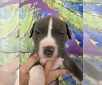 Small Photo #3 American Pit Bull Terrier Puppy For Sale in OAK HARBOR, WA, USA