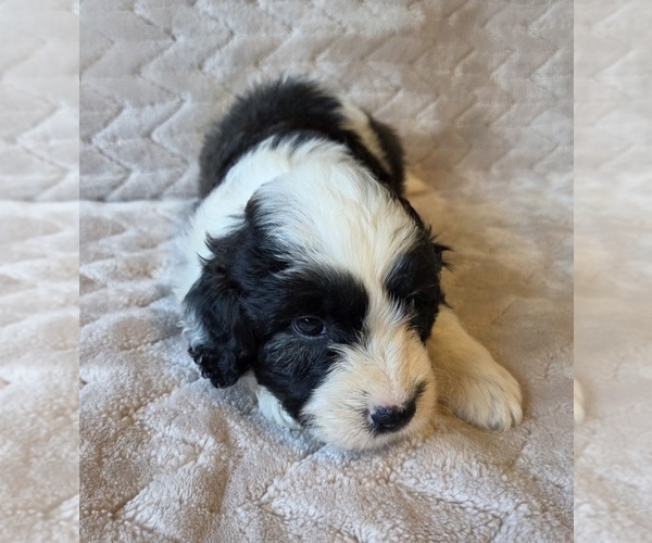 Medium Photo #20 Aussiedoodle Puppy For Sale in WILLS POINT, TX, USA