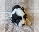 Small #19 Aussiedoodle