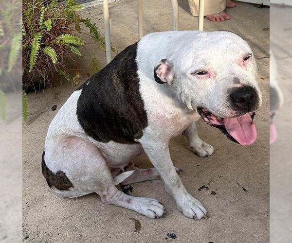 Medium Photo #1 American Staffordshire Terrier-Unknown Mix Puppy For Sale in San Antonio, TX, USA