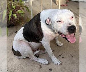 American Staffordshire Terrier-Unknown Mix Dogs for adoption in San Antonio, TX, USA