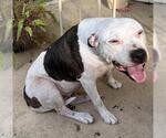 Small American Staffordshire Terrier Mix