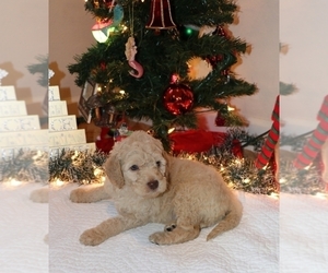 Goldendoodle Puppy for sale in BRIGHTON, MO, USA