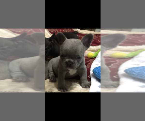 Medium Photo #3 French Bulldog Puppy For Sale in FREMONT, CA, USA