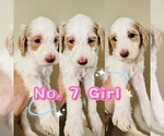 Puppy Puppy 7 Labradoodle-Poodle (Standard) Mix