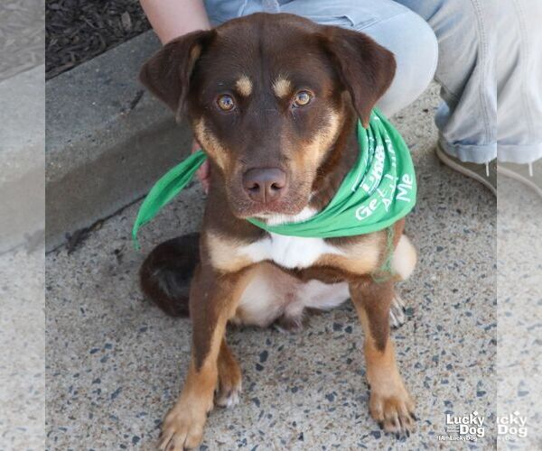 Medium Photo #1 Beagle-Unknown Mix Puppy For Sale in Washington, DC, USA