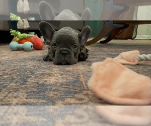 Medium French Bulldog