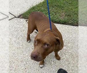 Staffordshire Bull Terrier Dogs for adoption in Houston, TX, USA