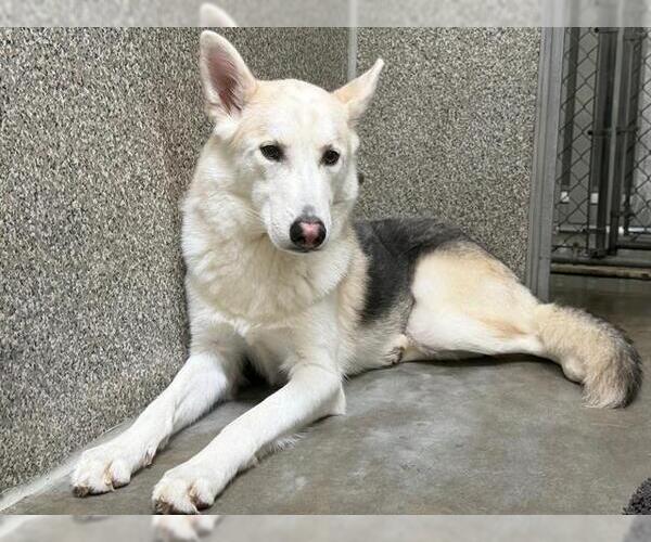 Medium Photo #1 Gerberian Shepsky Puppy For Sale in Santa Rosa, CA, USA