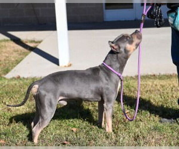 Medium Photo #7 American Pit Bull Terrier-Unknown Mix Puppy For Sale in Glen Allen, VA, USA