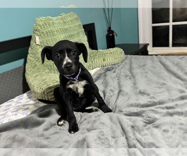 Medium Photo #4 American Staffordshire Terrier-Labrador Retriever Mix Puppy For Sale in Holly Springs, NC, USA