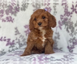 Cocker Spaniel-Poodle (Miniature) Mix Puppy for sale in LAKELAND, FL, USA