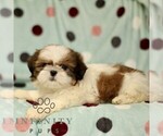 Small #1 Shih Tzu