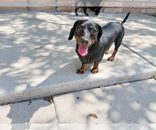 Medium Photo #7 Chiweenie Puppy For Sale in La Verne, CA, USA