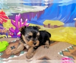 Small #4 Yorkshire Terrier
