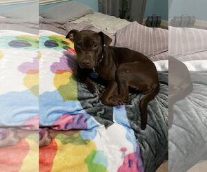Nallah - Female American Staffordshire Terrier-Labrador Retriever Mix Dog for Adoption - Photo #6