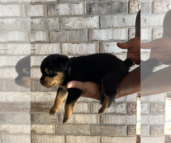 Medium Photo #4 Rottweiler Puppy For Sale in FORT WORTH, TX, USA