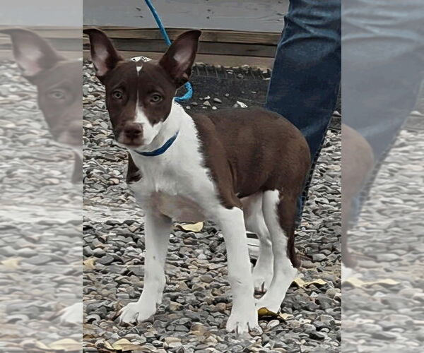 Medium Photo #1 Mutt Puppy For Sale in Salt Lake City, UT, USA