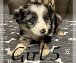 Small Photo #124 Miniature Australian Shepherd Puppy For Sale in SALISBURY, NC, USA