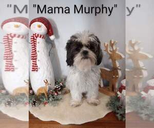 Mother of the Shih Tzu puppies born on 10/26/2022