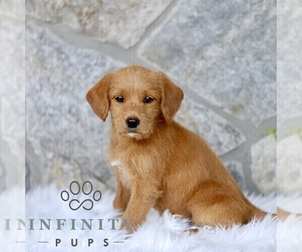 Medium Photo #4 Miniature Labradoodle Puppy For Sale in BIRD IN HAND, PA, USA