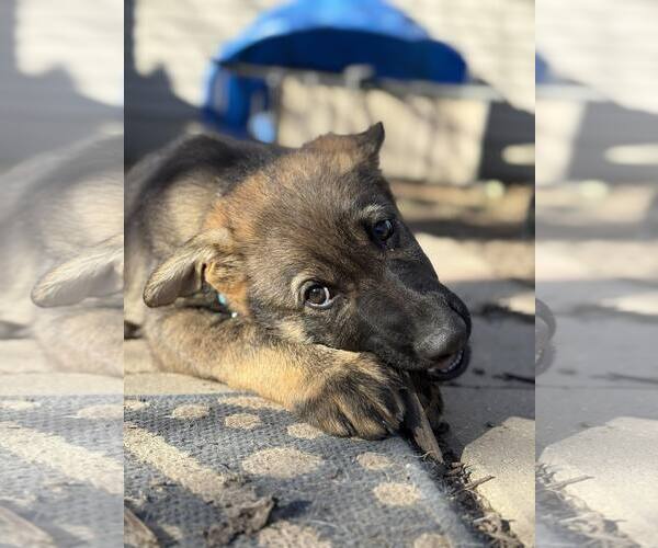 Medium Photo #14 German Shepherd Dog Puppy For Sale in Gretna, NE, USA