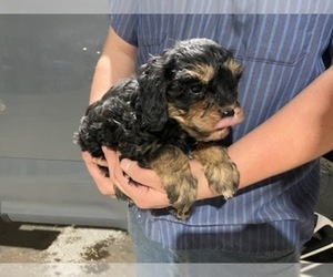 Cavapoo Puppy for sale in CURTISS, WI, USA