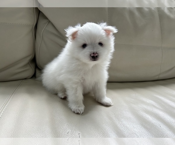 Medium Photo #25 Pomeranian Puppy For Sale in DES MOINES, WA, USA